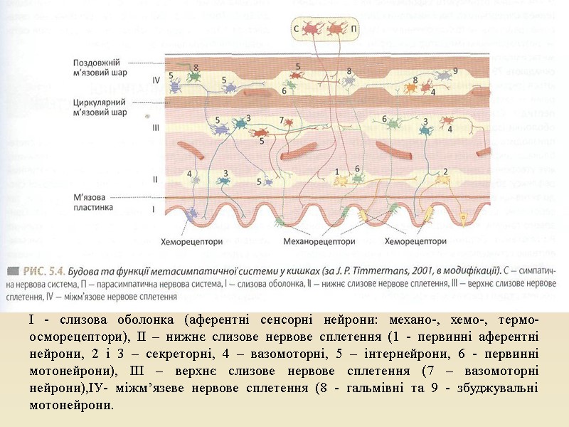 І - слизова оболонка (аферентні сенсорні нейрони: механо-, хемо-, термо- осморецептори), ІІ – нижнє